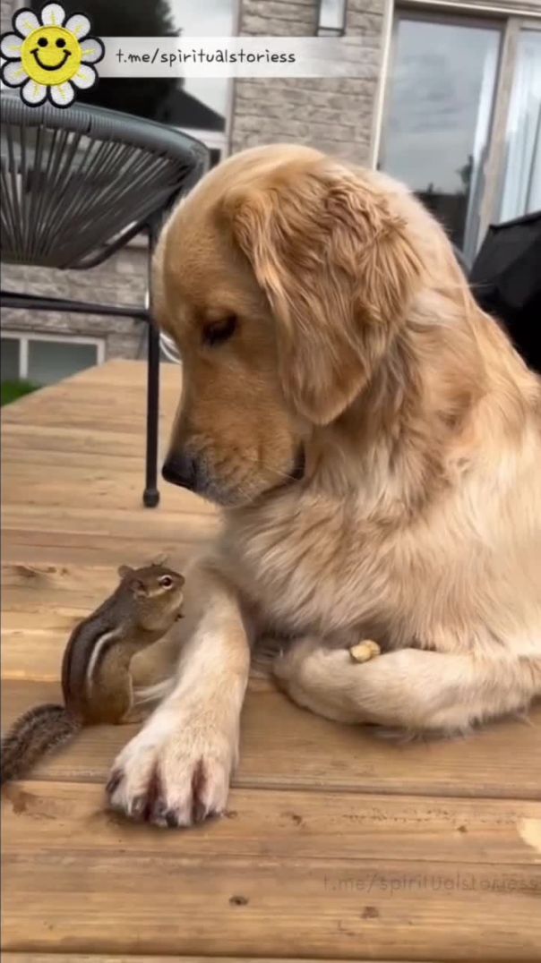 Dog feeding Squirrel