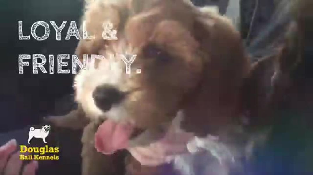 Cavapoo Breeders UK | Douglas Hall Kennels
