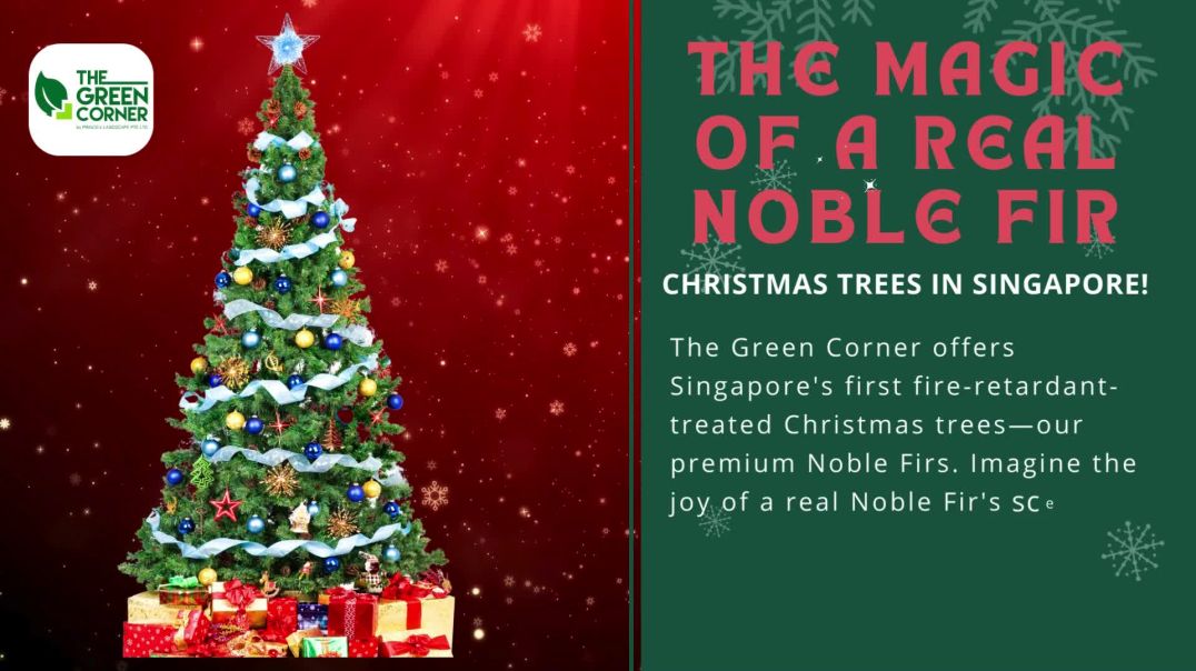 ⁣Buy Online Live Christmas Tree in Singapore at The Green Corner