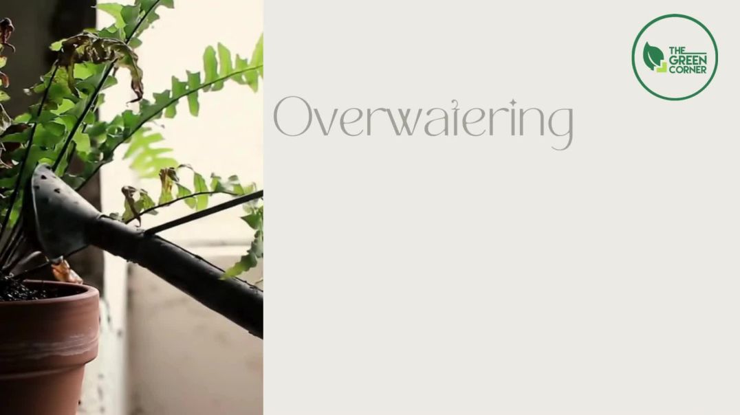 Your One-Stop Gardening Shop in Singapore – The Green Corner