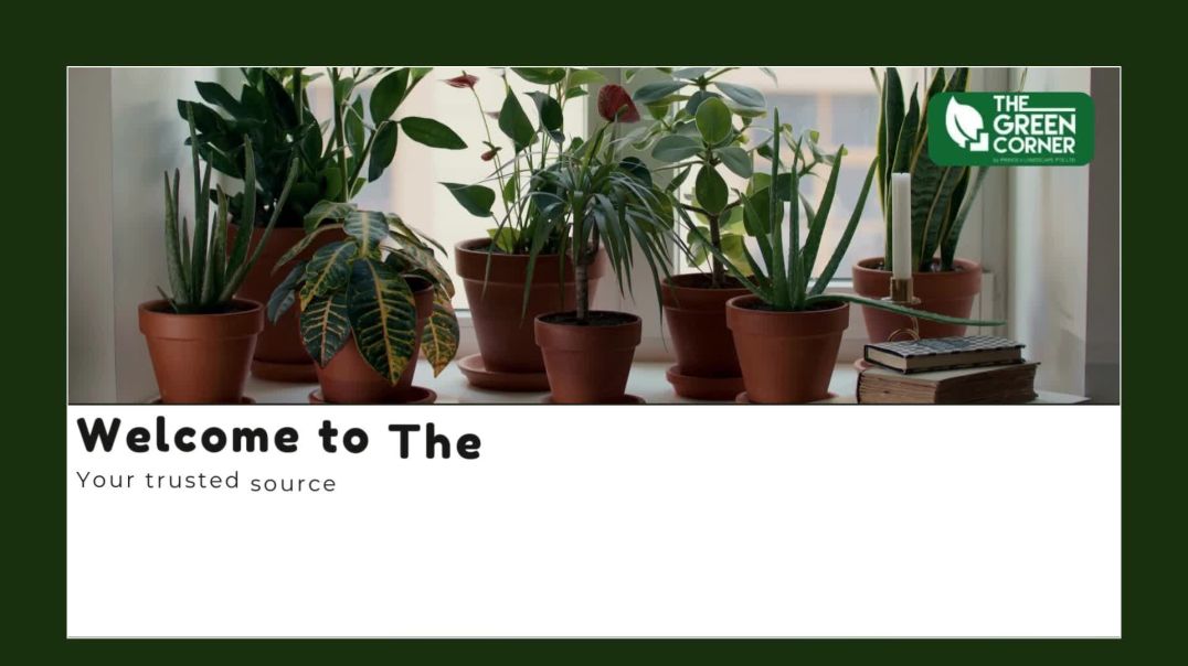 Lush and Green Indoor Plants for Singapore Homes and Offices - The Green Corner