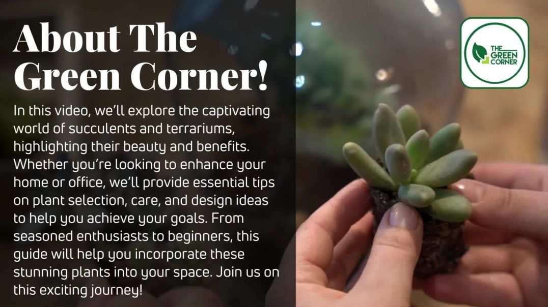 Succulent Plant and Terrarium Collection for Homes– The Green Corner