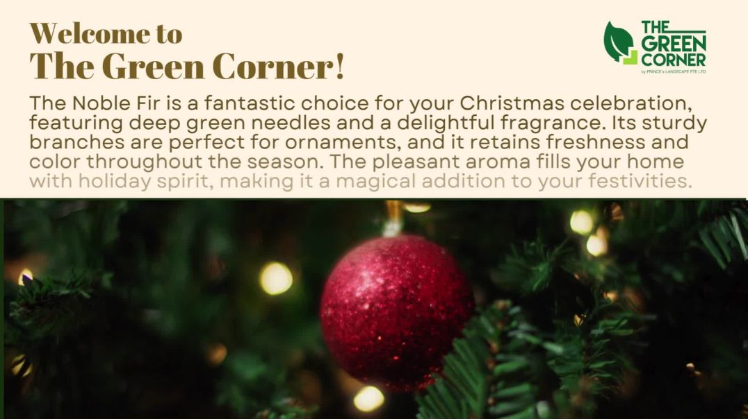Shop Premium Noble Fir Christmas Tree from The Green Corner