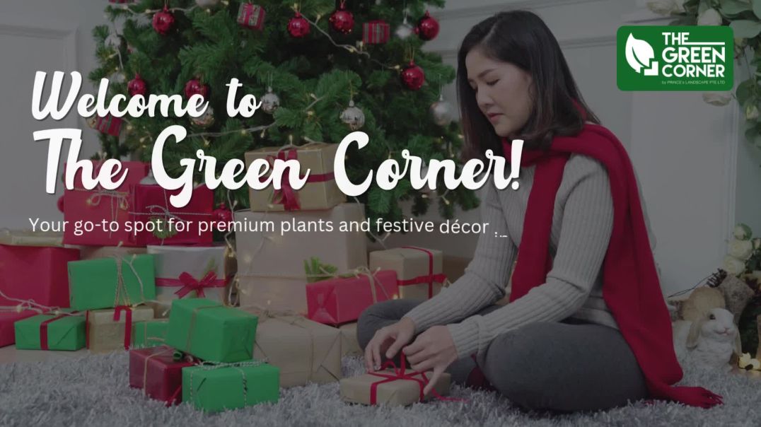 Experience a Real Christmas Tree in Singapore - The Green Corner